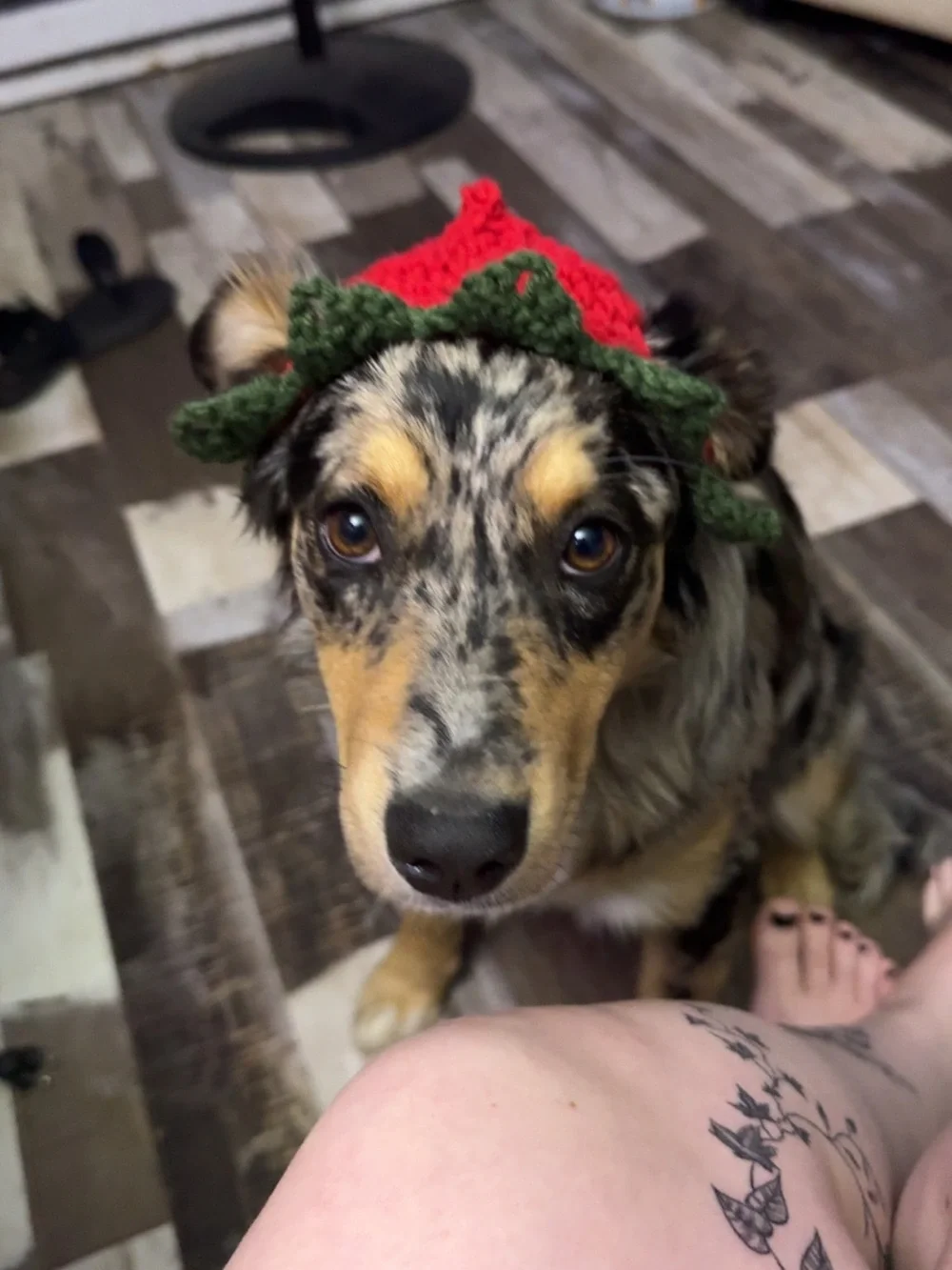 Strawberry Crochet Dog Hat - Pet Accessory